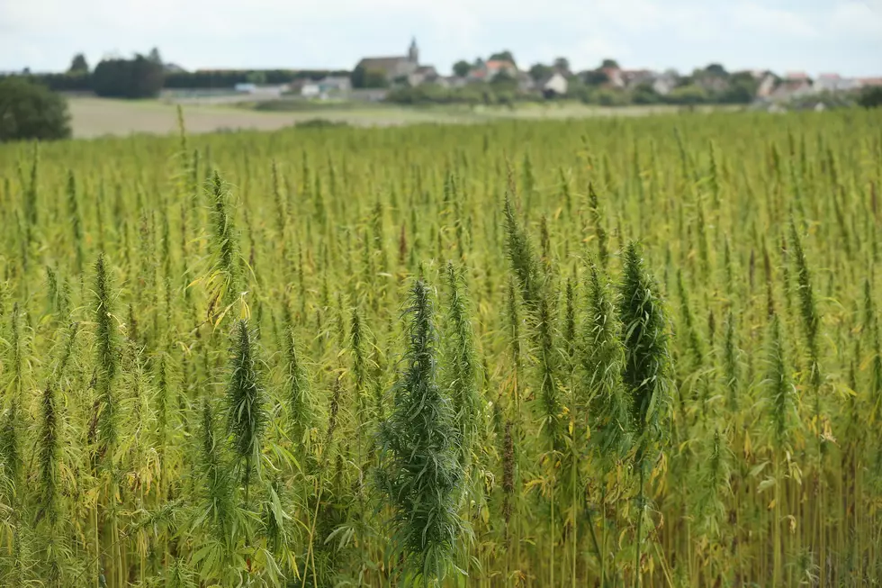 Governor Lamont Signs New Hemp Production Bill Into Law