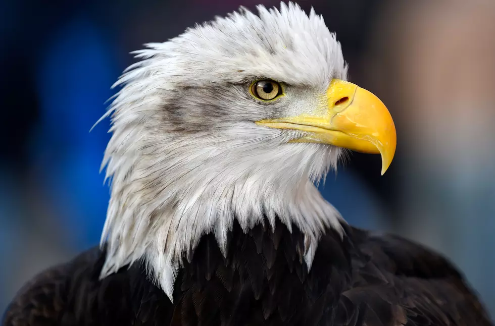 Injured Thomaston Bald Eagle Recovering at Sharon Aububon Center