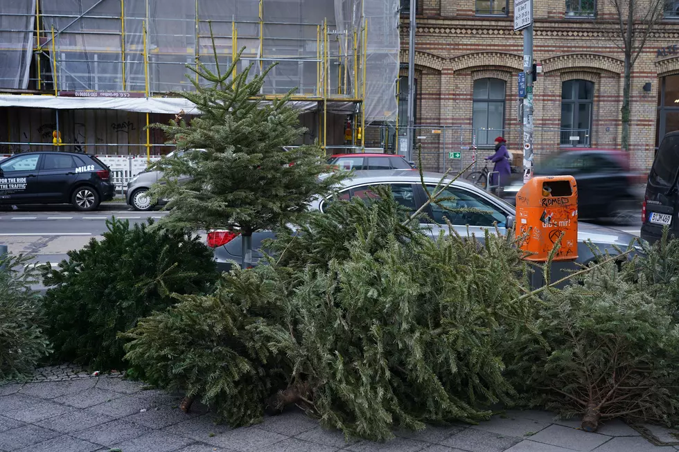 Waterbury&#8217;s Curbside Holiday Tree Collection Happens Tomorrow