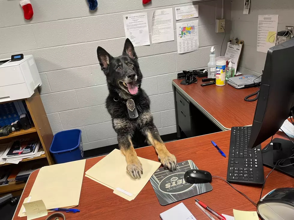 New Milford Police Department K9 Kira Barks &#8216;I&#8217;m Retired': A Look Into Her K9 Career