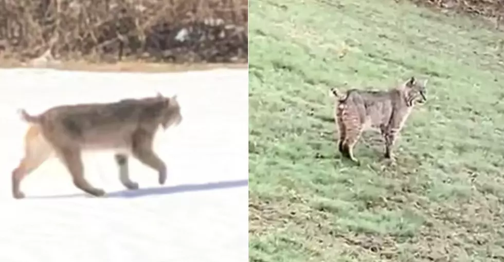 New Milford + Brookfield Bobcat Sightings Leave Some Feeling Too Close for Comfort