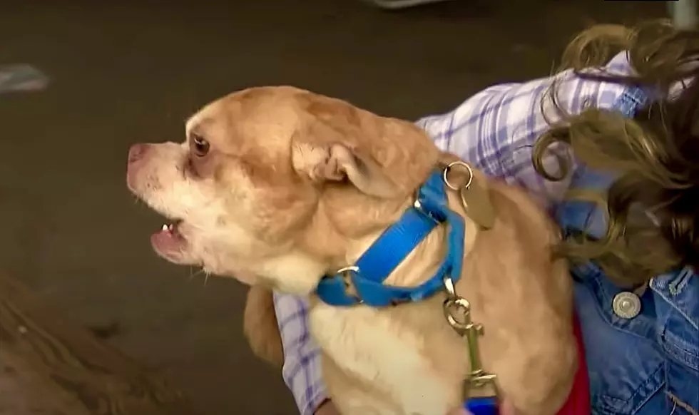 Adopted Connecticut Chihuahua Described as ‘Demonic Hellscape’