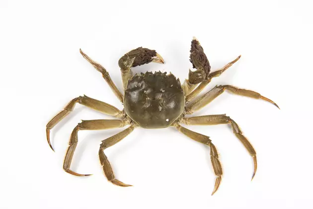 First, Zebra Mussels, Now? Connecticut Has Mitten Crabs