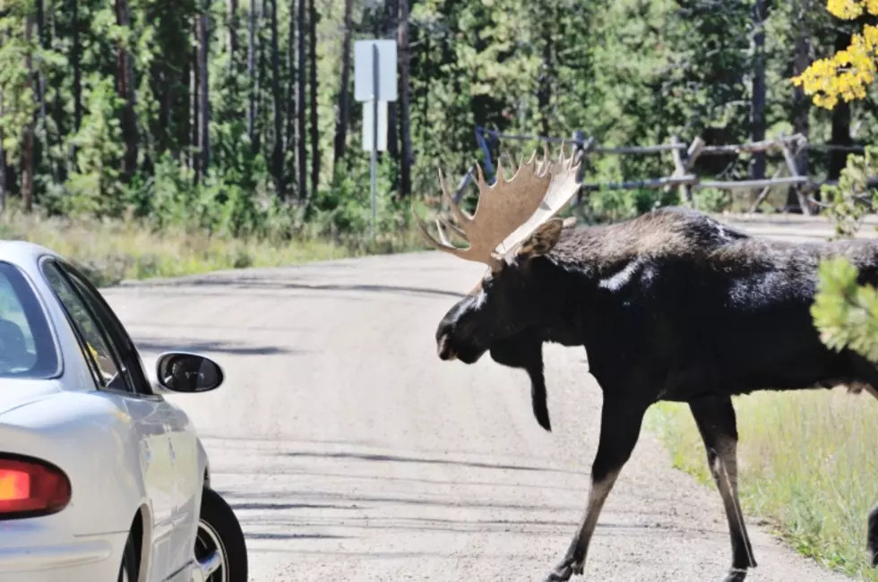 Police: Passengers Injured After Car Strikes Moose in Goshen