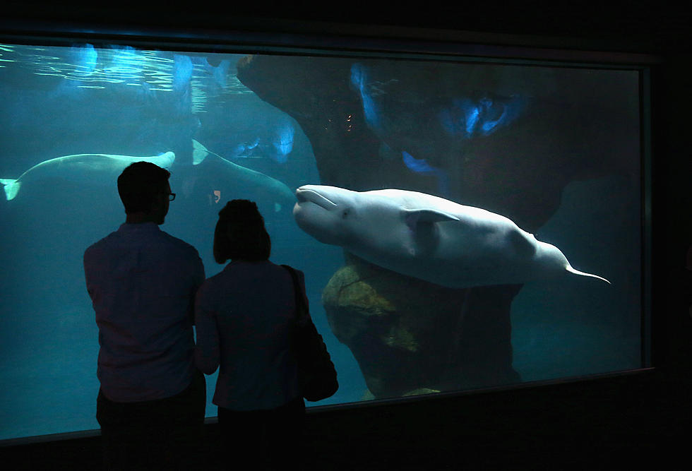 Mystic Aquarium Auctioning Off Beluga Whale Naming Rights