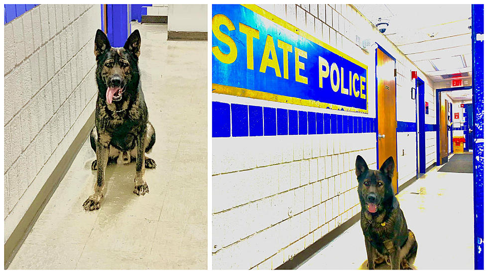 CT State Police K9 Helps Locate Two Suspects Involved in Disturbances