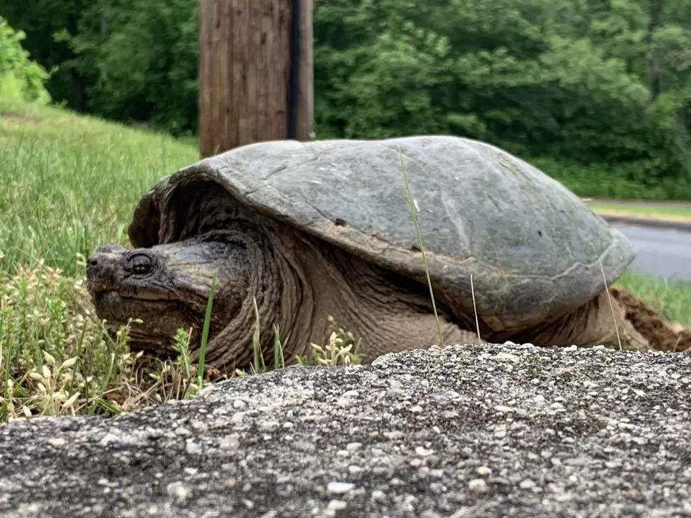 Photo by Large "Bog Dweller" Dave