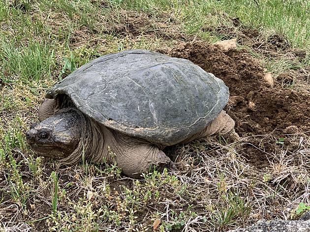 Drivers, Be Careful: It&#8217;s Turtle Nesting Season in Connecticut