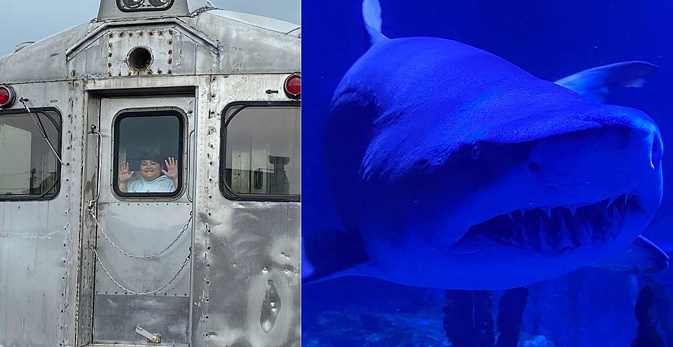 Sharks and Trains, Perfect Family Weekend in Danbury + Norwalk