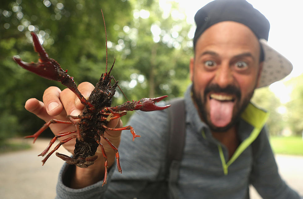 The Highly Aggressive Red Swamp Crayfish Invading Connecticut