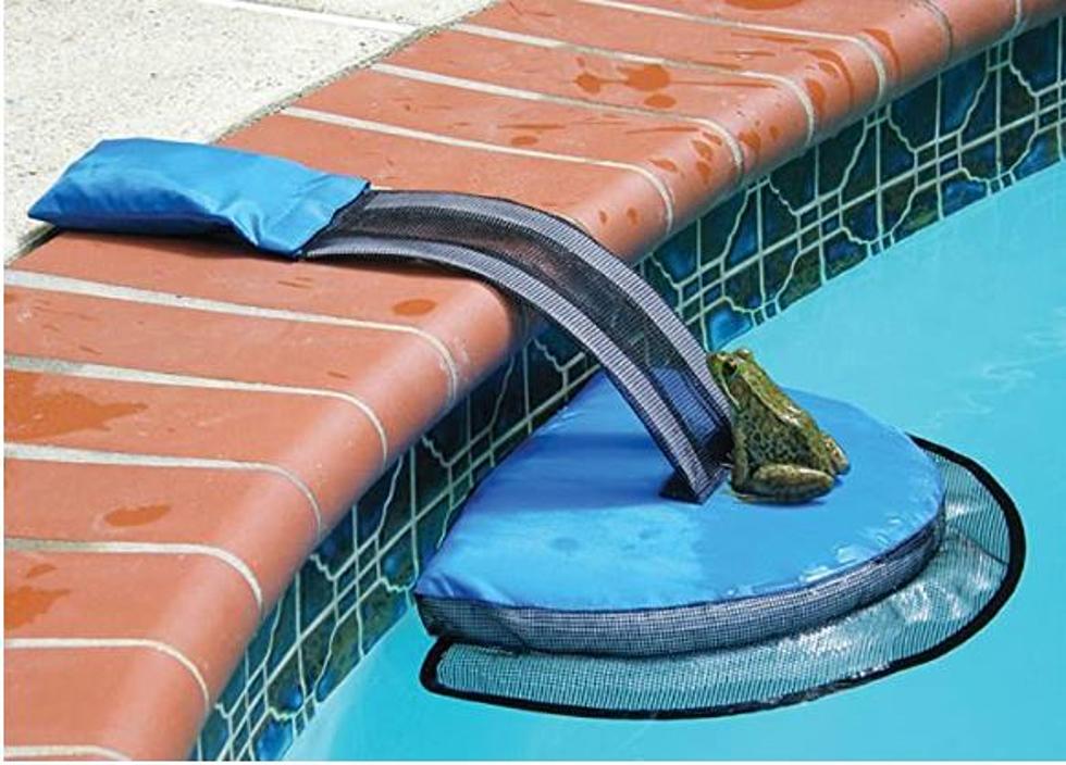 There’s a Fascinating Invention to Prevent Critters From Dying in Your Pool