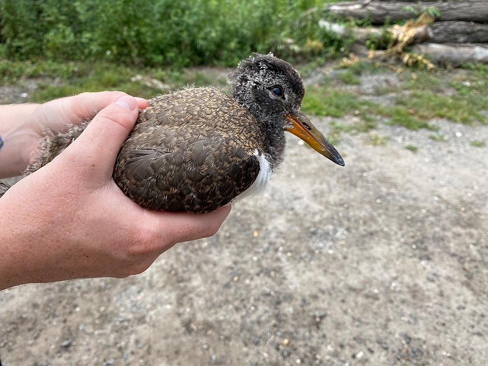 The Sad Tale Of How A Baby Oystercatcher Died in Milford