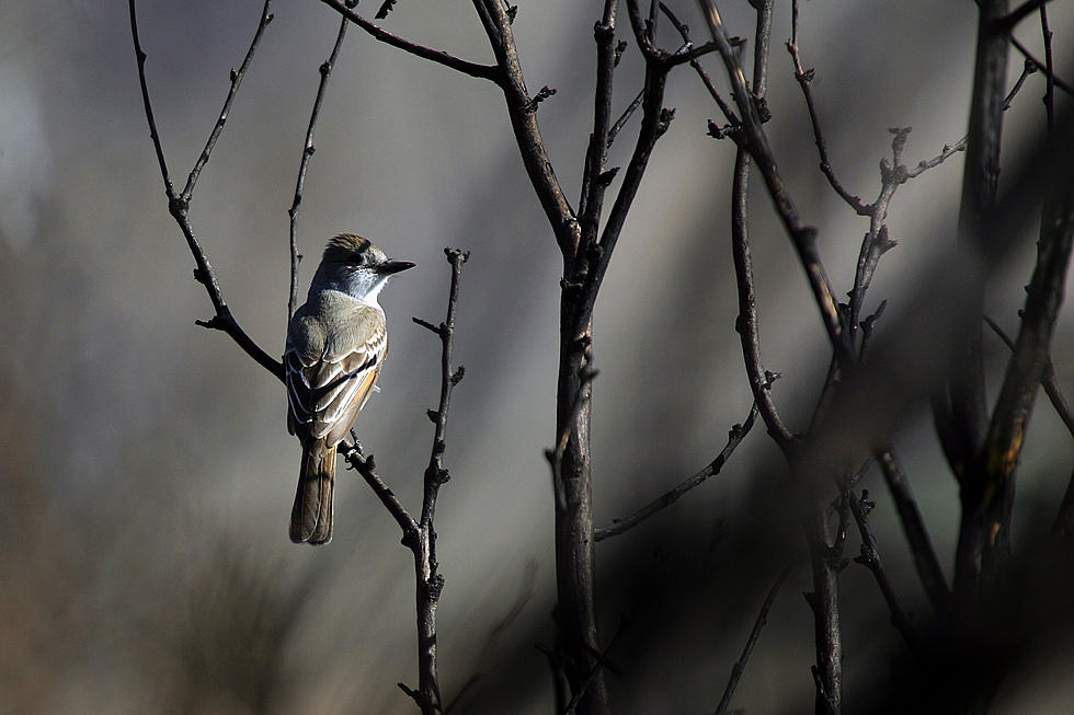 As Songbird Deaths Decline From Mystery Illness, Connecticut Allows Bird Feeders Again