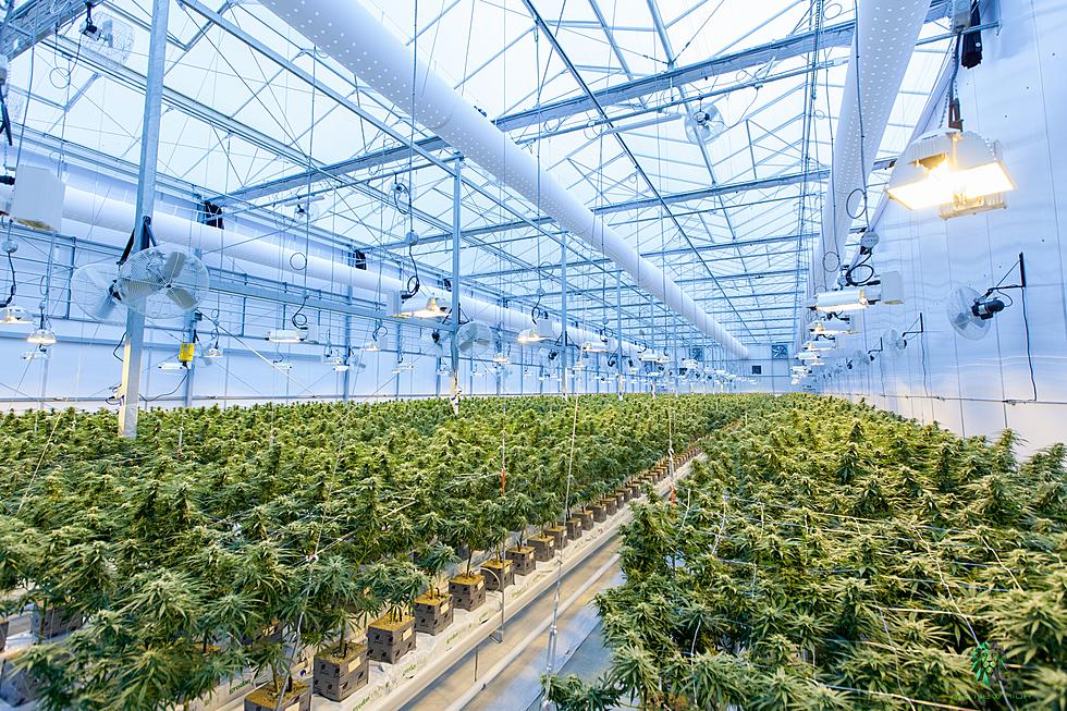 Cannabis Production Course Being Offered at Connecticut College