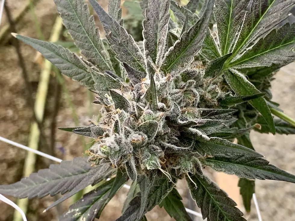 Photo by Large "Sativa" Dave