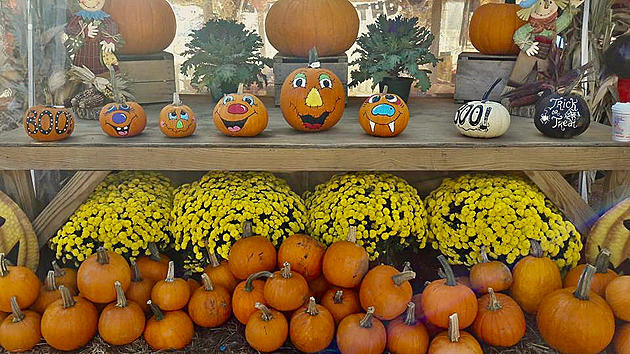 Your 2021 Guide to the Best Pumpkin Picking in Greater Danbury
