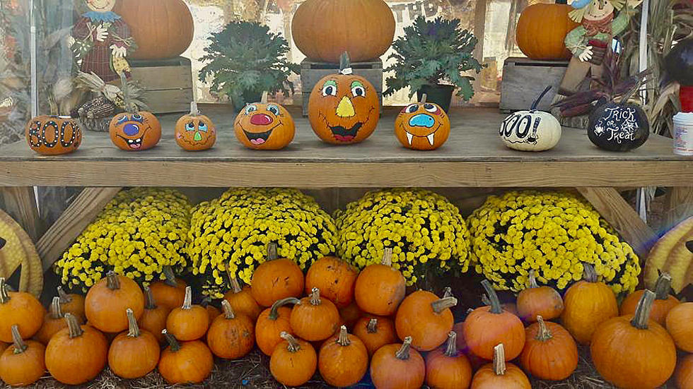 Your 2021 Guide to the Best Pumpkin Picking in Greater Danbury