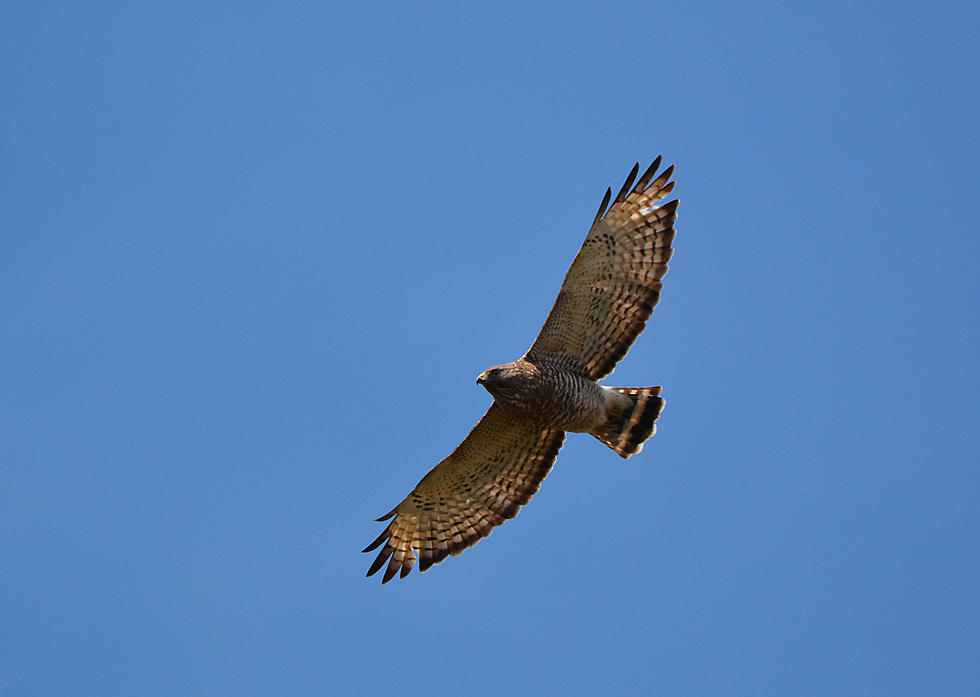 Three Connecticut Hawks Part of Migratory Study, You Can Follow Them South