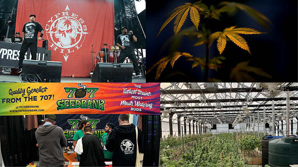 C&#8217;mon Connecticut, Massachusetts Town Hosting Cannabis Cultivator&#8217;s Cup