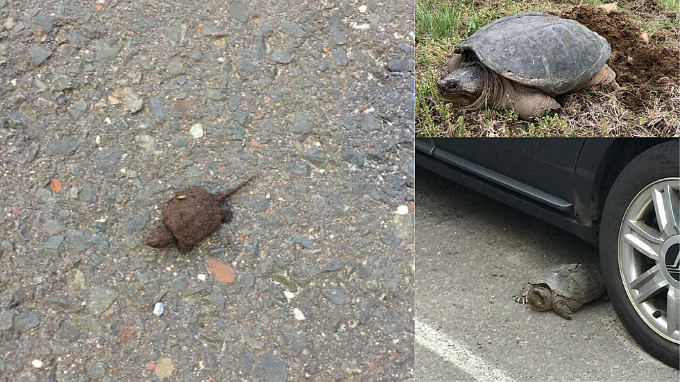 Be Careful Connecticut, It&#8217;s Baby Snapping Turtle Season