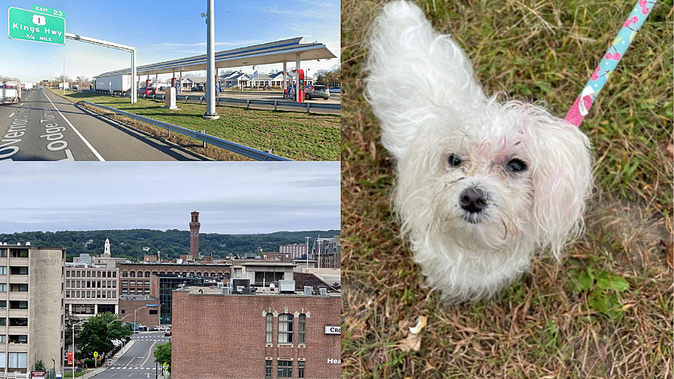 Connecticut State Police Recover Stolen Dog During Waterbury Stakeout