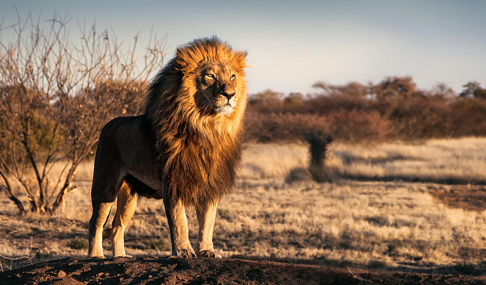 It&#8217;s Illegal to Own a Lion in CT But Feel Free to Purchase a Hedgehog