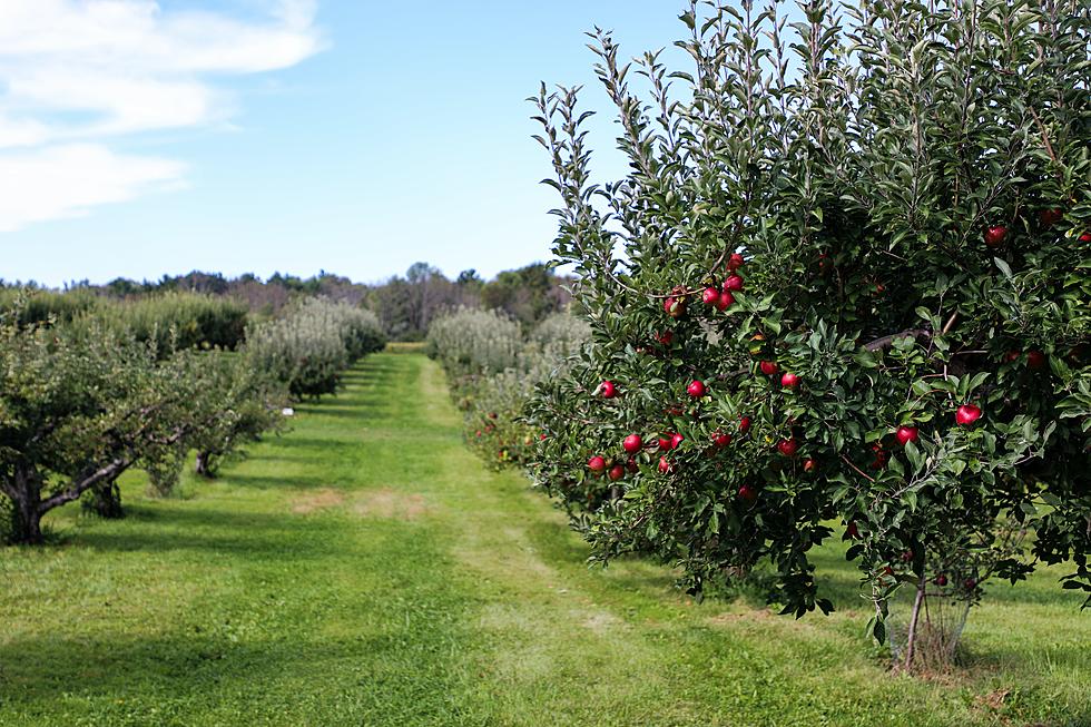 A 2021 Guide For the Best Apple Picking Orchards in Connecticut