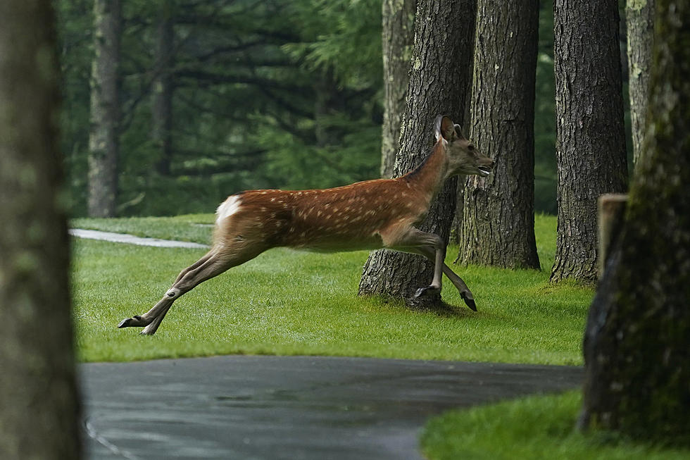 Be Careful Connecticut Motorists- The White Tail Deer Rut Is On