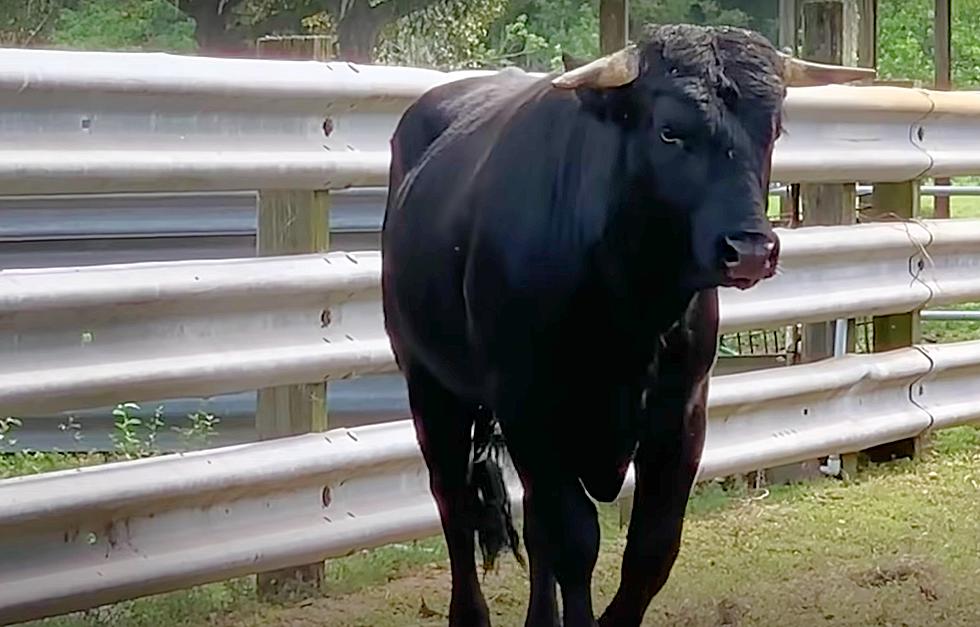 The Fascinating Story of CT&#8217;s Buddy the Beefalo: From Slaughter House to Happily Ever After