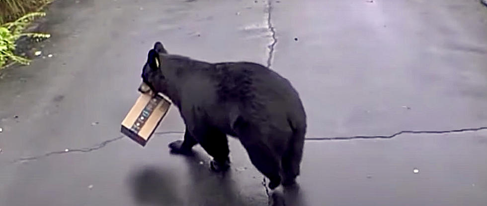 Furry 300 Pound Connecticut Porch Pirate Makes Off With Amazon Package