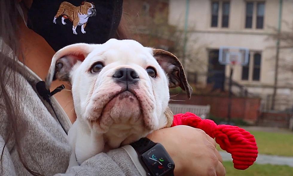 Meet Yale University&#8217;s Newest Mascot, Bulldog Handsome Dan XIX