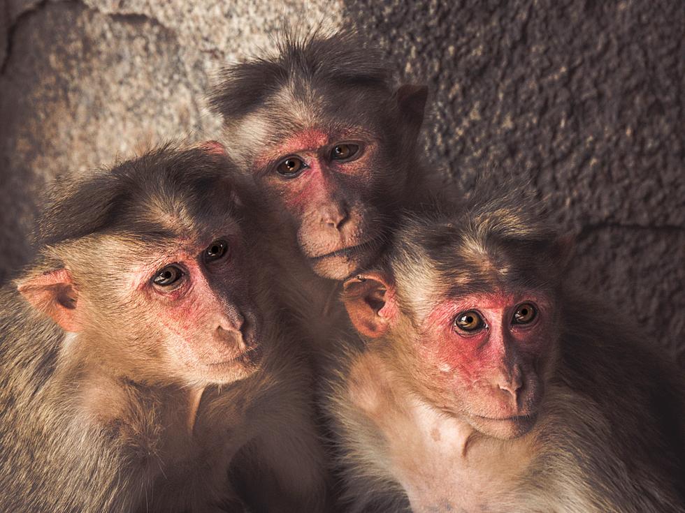 Truck With 100 Monkeys on Board Crashes in Pennsylvania Where Four Escaped
