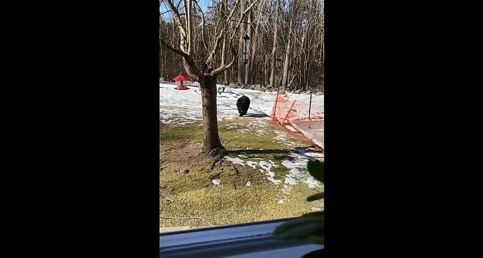 Brookfield Woman Goes Viral After Annoying a Black Bear Until It Goes Away