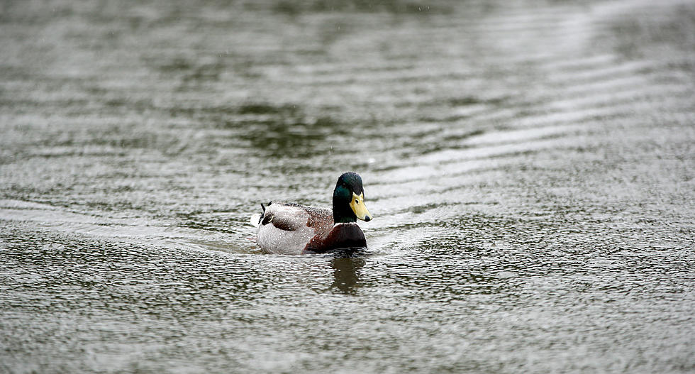 Check Your Coop: Highly Pathogenic Bird Flu Detected in Connecticut