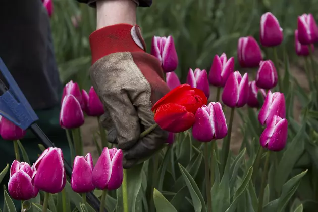 A Magical Tulip Farm Blooms in Southeastern Connecticut
