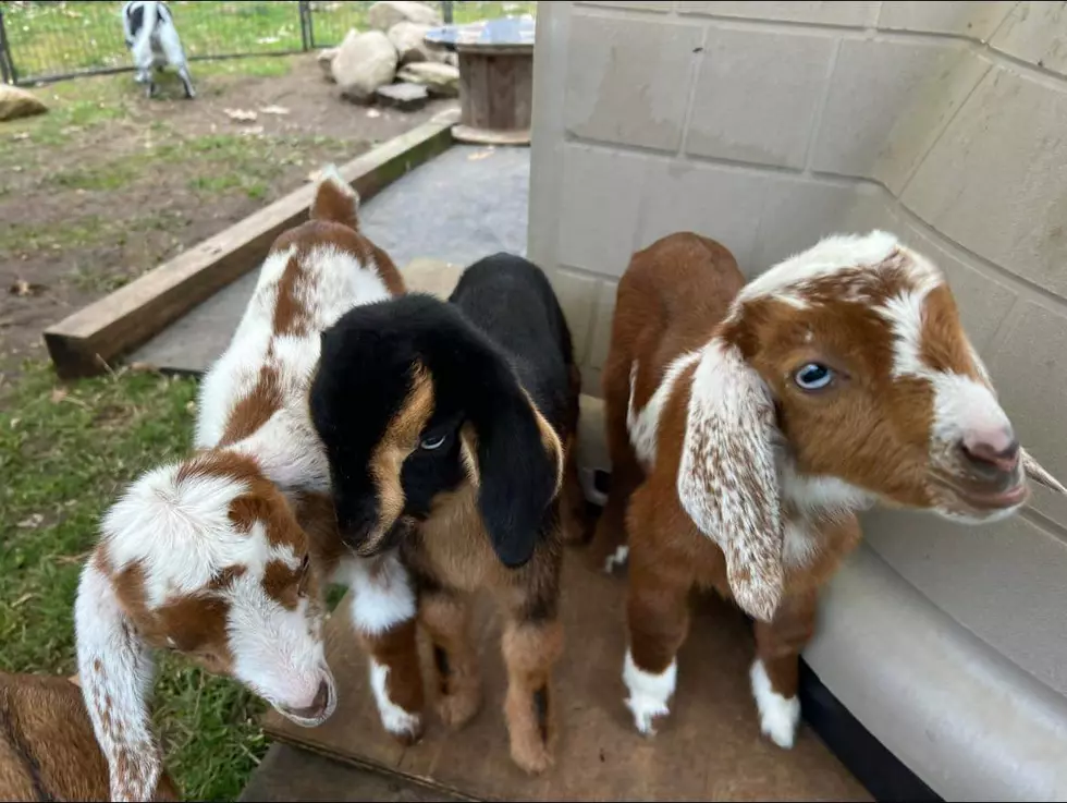 New Milford Celebrates Town Pride with GOAT Days This Weekend