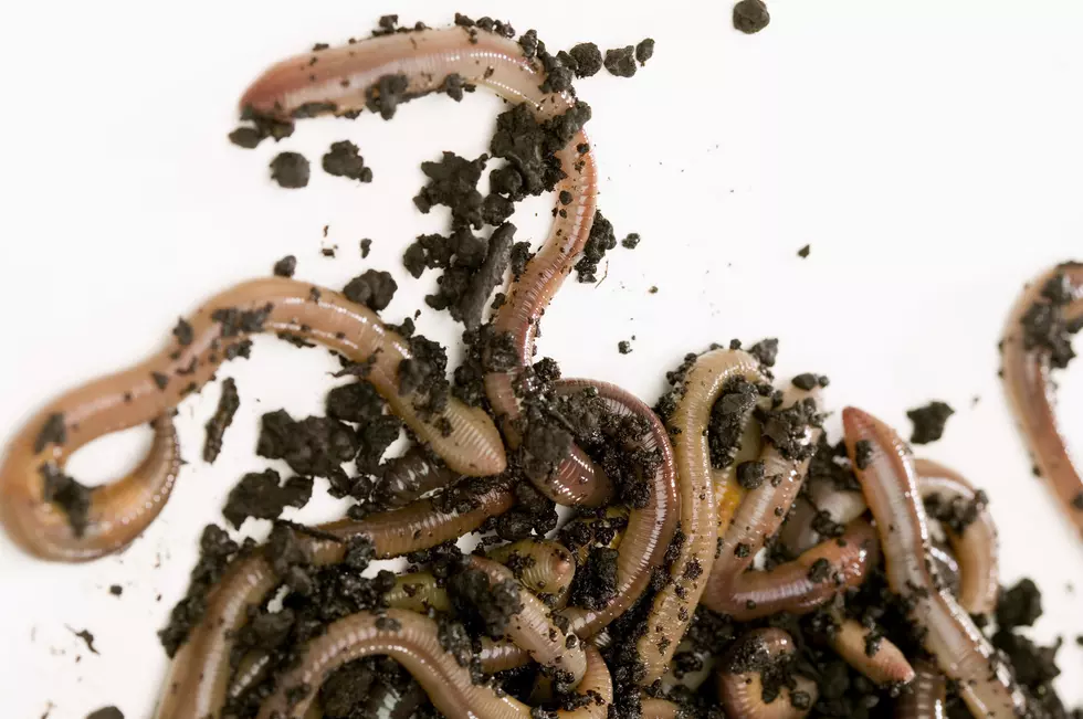 When You Think Connecticut Can&#8217;t Get Worse, Jumping Worms
