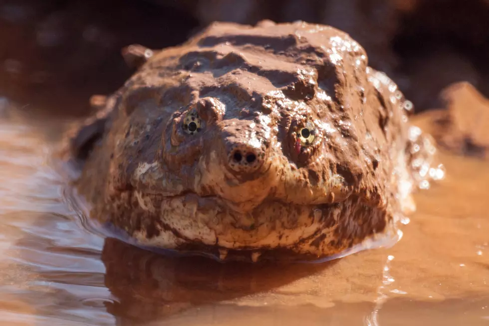 Bethel Police Issue Snapping Turtle Warning For Local Dog Park Users