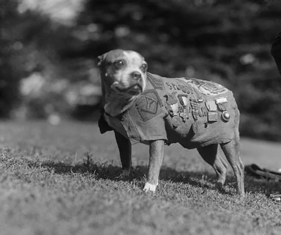 From Stray to Star: Heroic Historic Canine Has Connecticut Roots