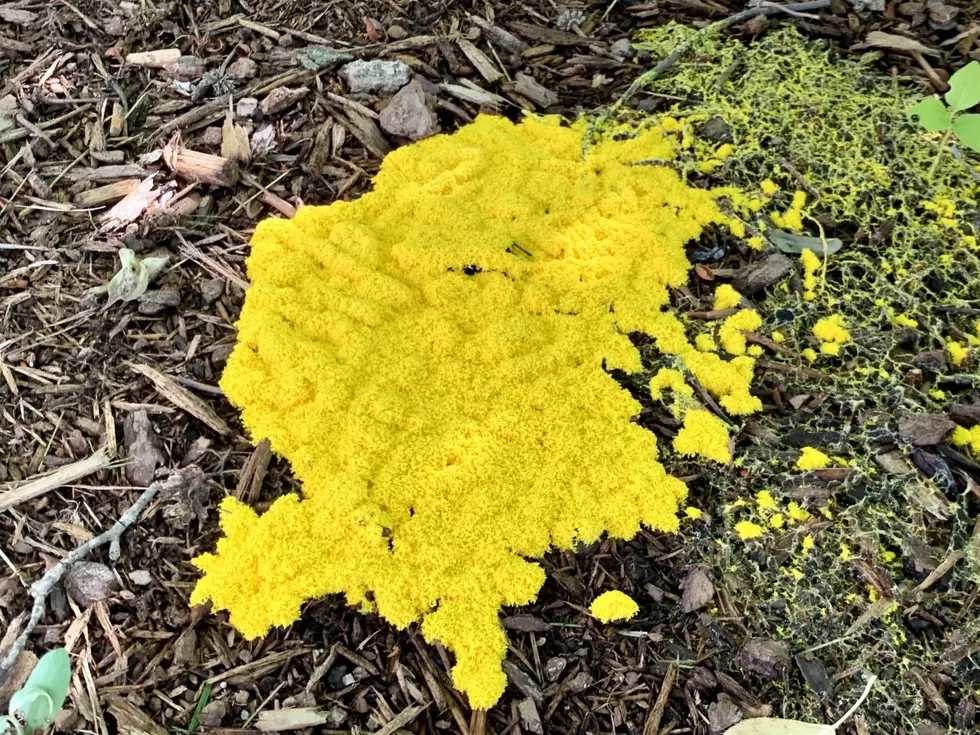 Botanists of Brookfield, What is This Bright Yellow Broccoli-Like Plant?