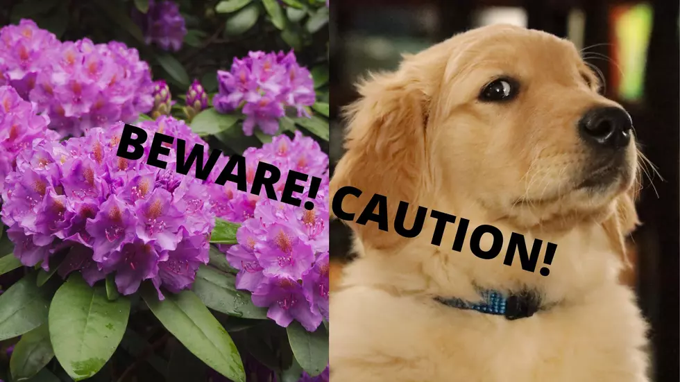 Beware &#8211; Common CT/NY Plants That Could Be Deadly To Your Pets