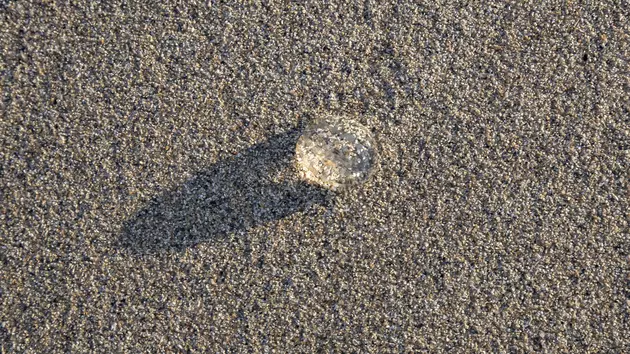 Those Aren&#8217;t Baby Jellyfish Connecticut, It&#8217;s a Sea Grape