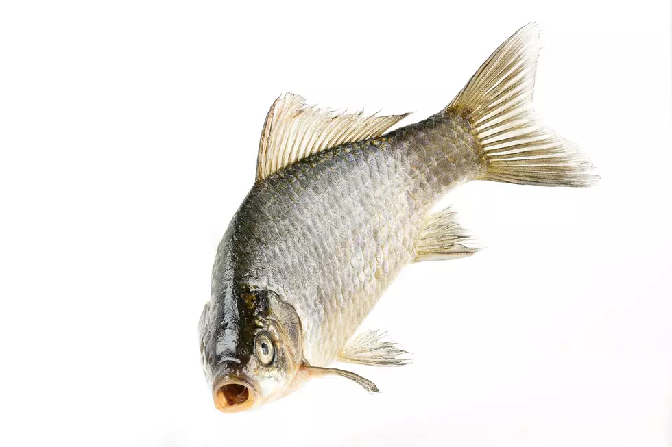 What’s Up With the Aggressive Fish in Candlewood Lake This Summer?