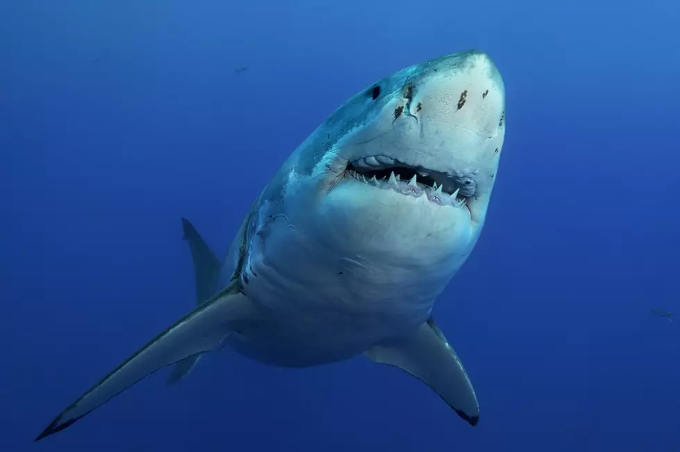 Shark Washes Ashore on Long Island, Part of a 2022 Trend