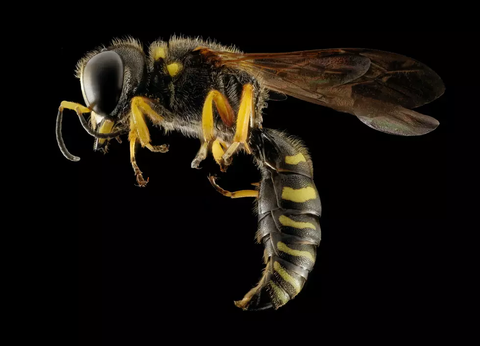 Cicada Killer Wasps Dig In & Take Up Residence in New Fairfield Front Yard