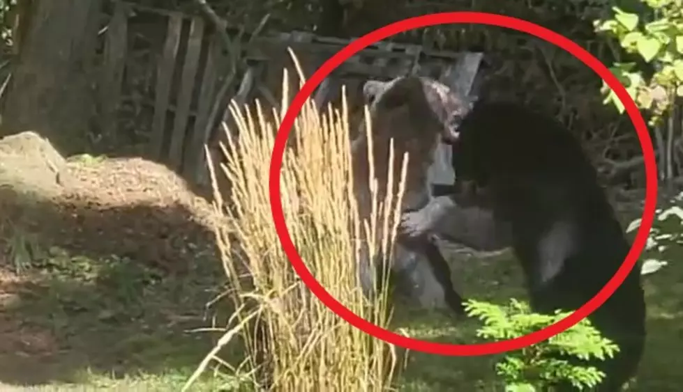 Listener Submitted Video: WWE or Bear Fight In New Milford?