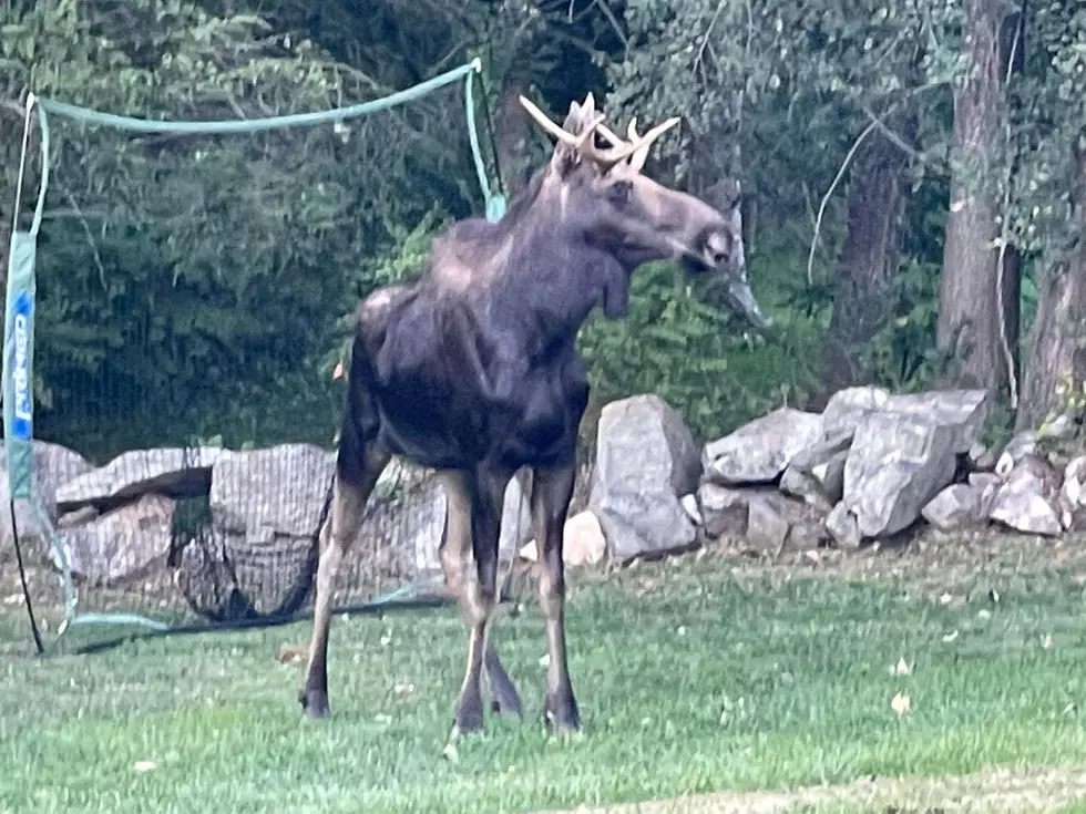 Danbury Man Has Astonishing Close Encounter With Famous Moose