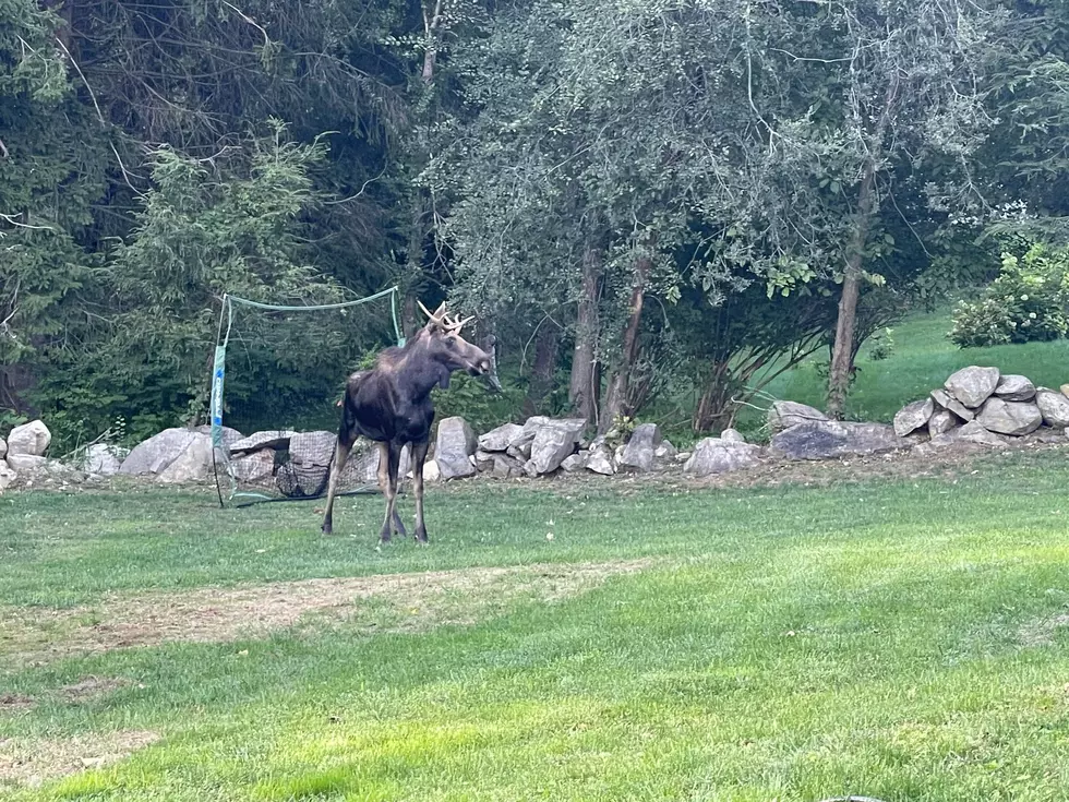 CT Officials Report Moose Sighting, Will it Be as Wild as 2022?