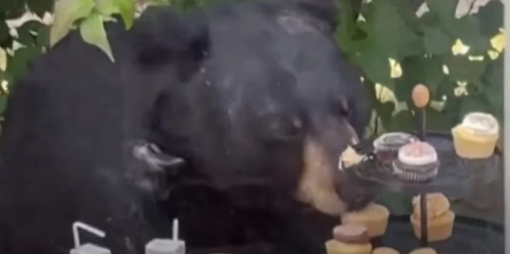 Two grizzly bears eat birthday cake at Brookfield Zoo - YouTube