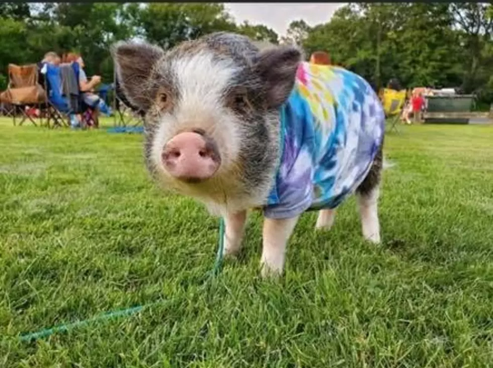 Celebrating Porkchop the Connecticut Therapy Pig on National Pet Tricks Day